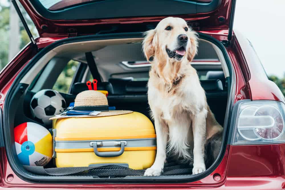 zlatý retrívr v kufru auta připravený na cestu – pojištění psů